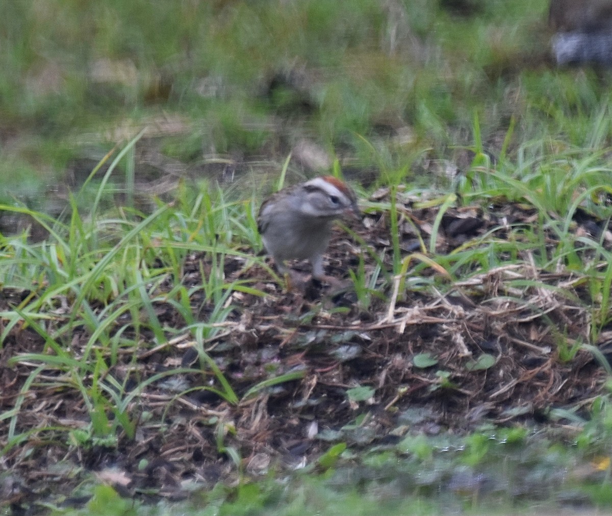 Chipping Sparrow - ML530555071