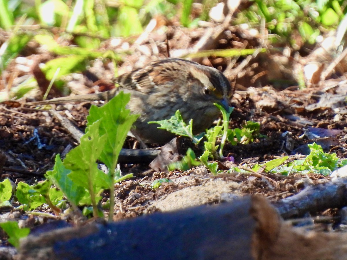 White-throated Sparrow - ML530555151