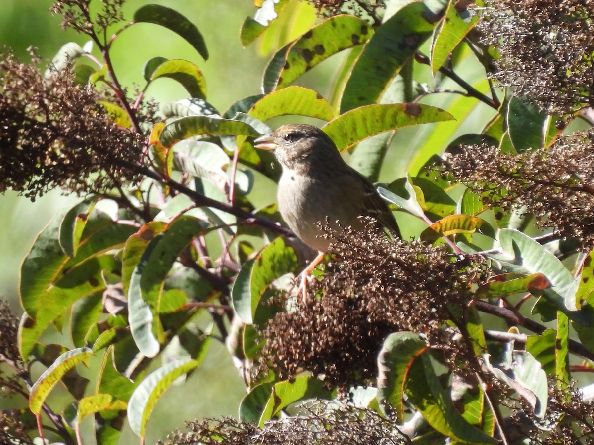 Golden-crowned Sparrow - ML530555191