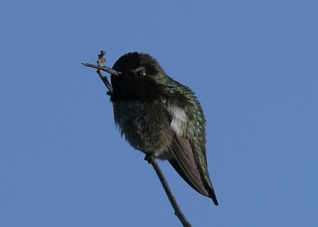 Anna's Hummingbird - ML530555321
