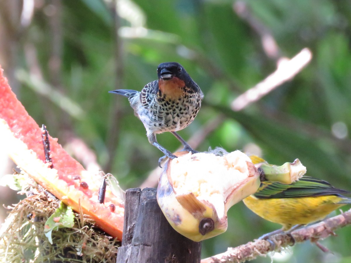 Rufous-throated Tanager - ML530558281