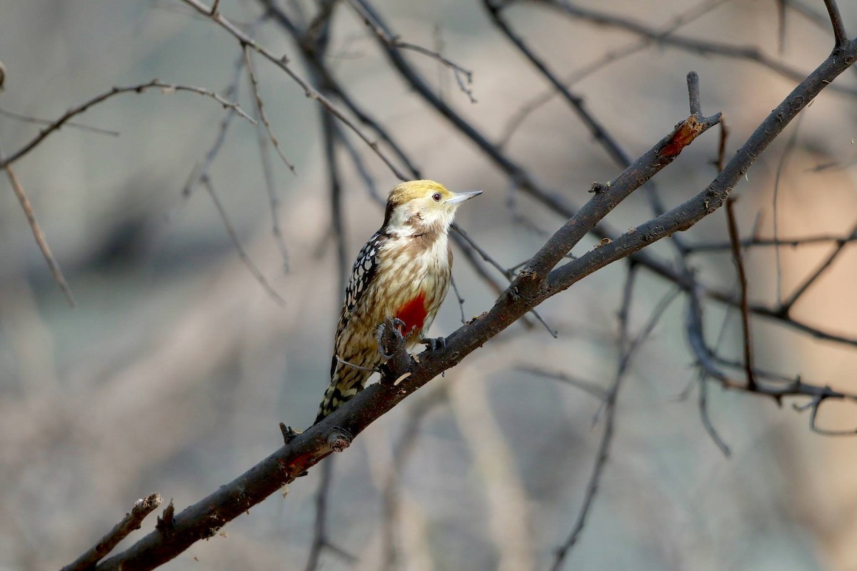 Yellow-crowned Woodpecker - Stefan Hirsch