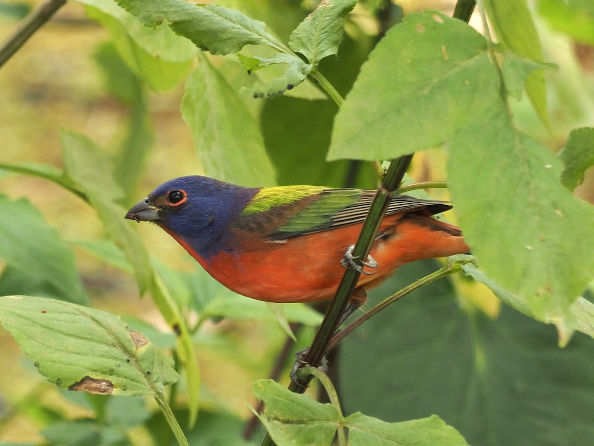 Painted Bunting - ML530563151