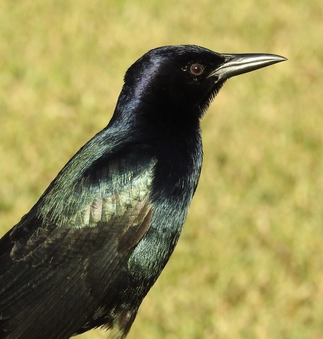 Boat-tailed Grackle - ML530563201