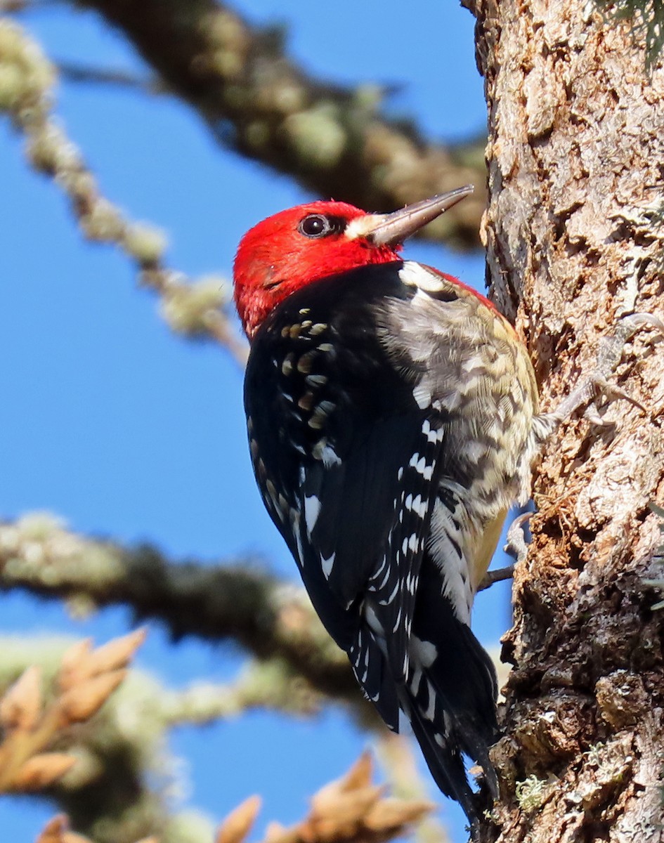Red-breasted Sapsucker - ML530563251