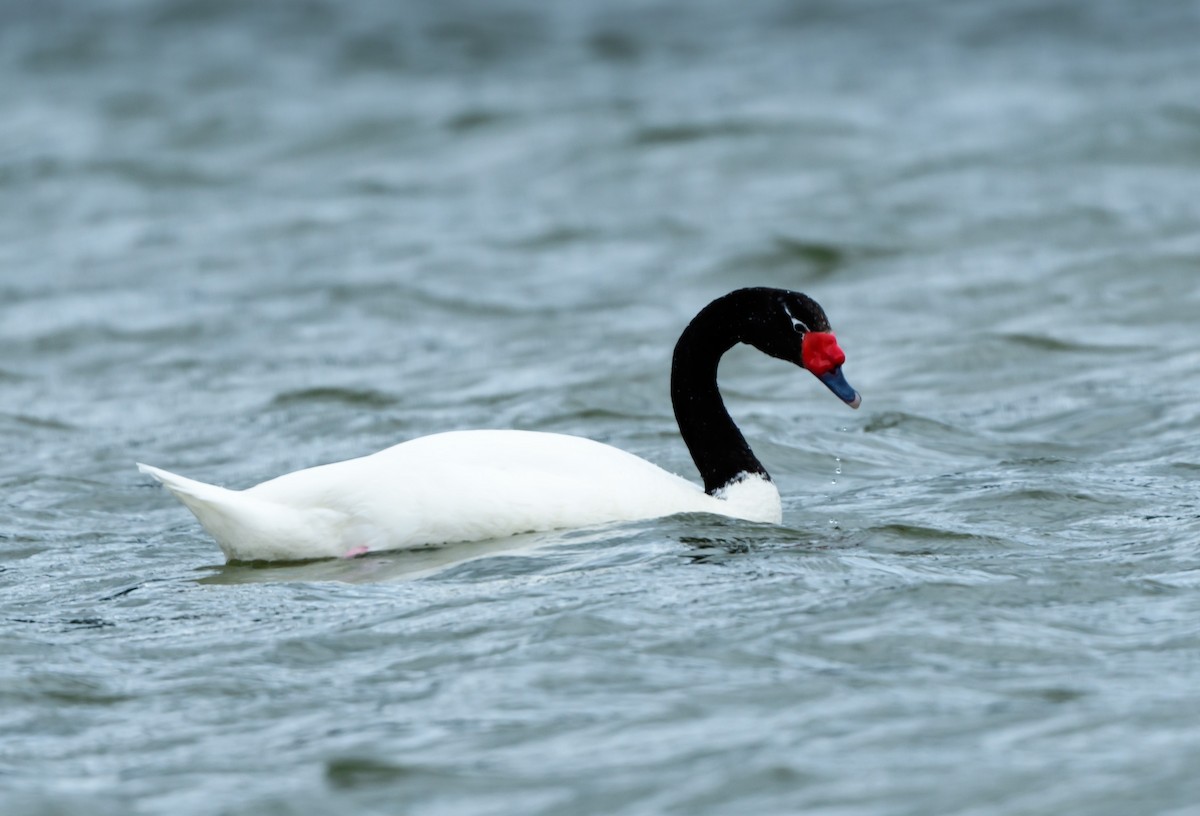 Black-necked Swan - ML530563321