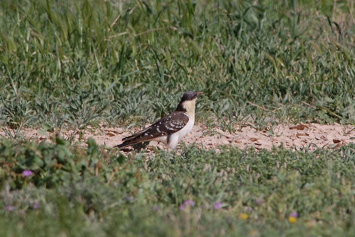 Great Spotted Cuckoo - ML53056341