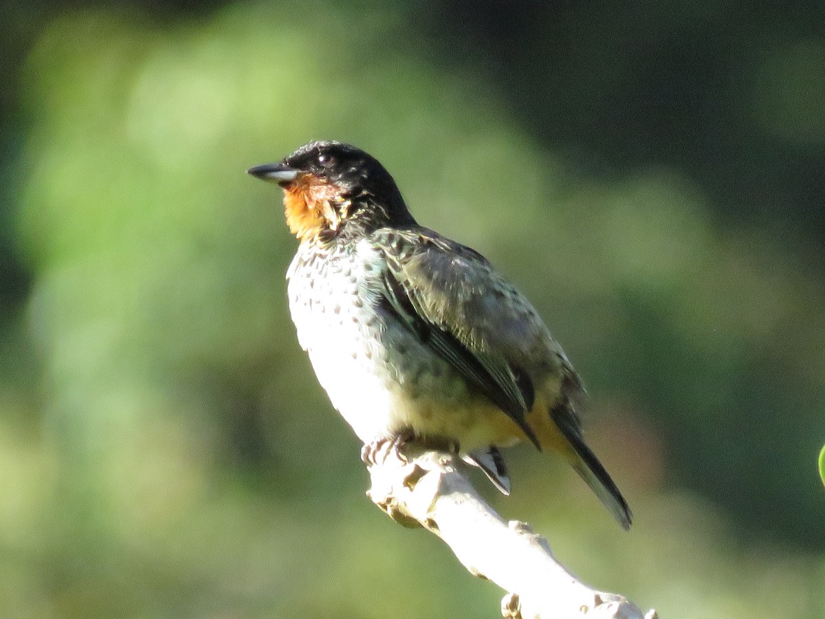 Rufous-throated Tanager - ML530564591