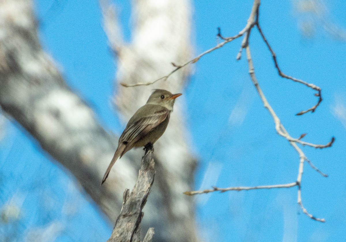 Greater Pewee - ML530564841