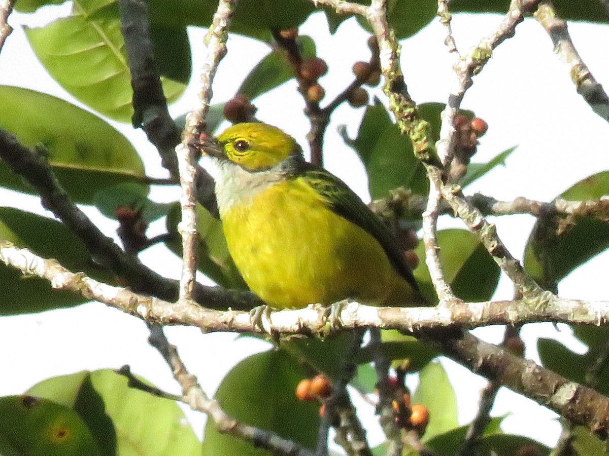 Silver-throated Tanager - ML530565031