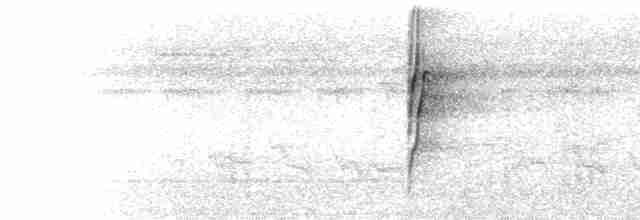  - Alagoas Tyrannulet