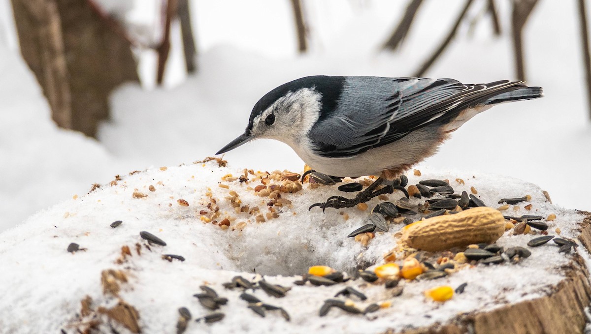 White-breasted Nuthatch - ML530570121