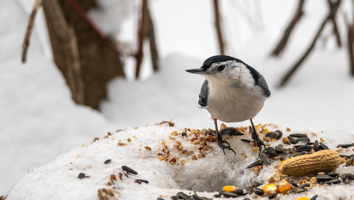 White-breasted Nuthatch - ML530570131