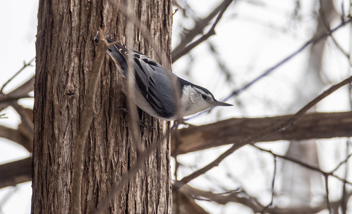 White-breasted Nuthatch - ML530570141