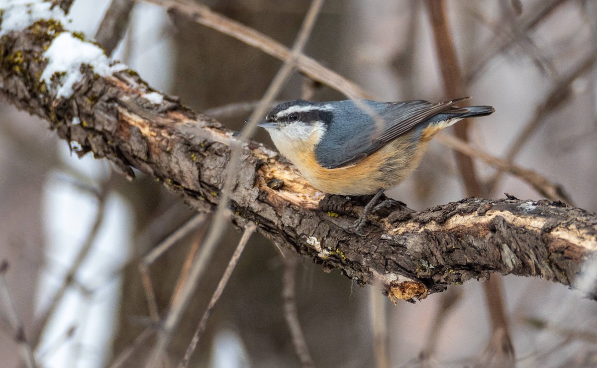 Red-breasted Nuthatch - ML530570341