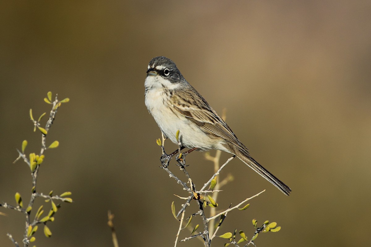 Sagebrush Sparrow - ML530571521
