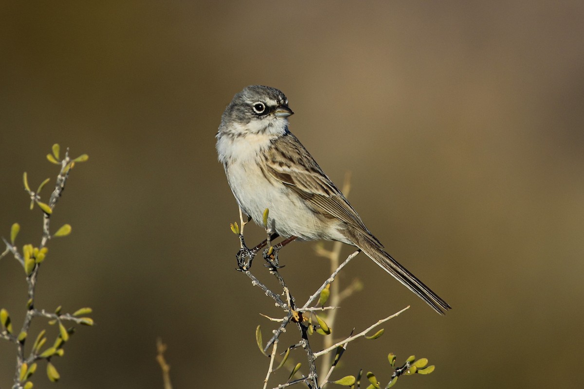 Sagebrush Sparrow - ML530571541