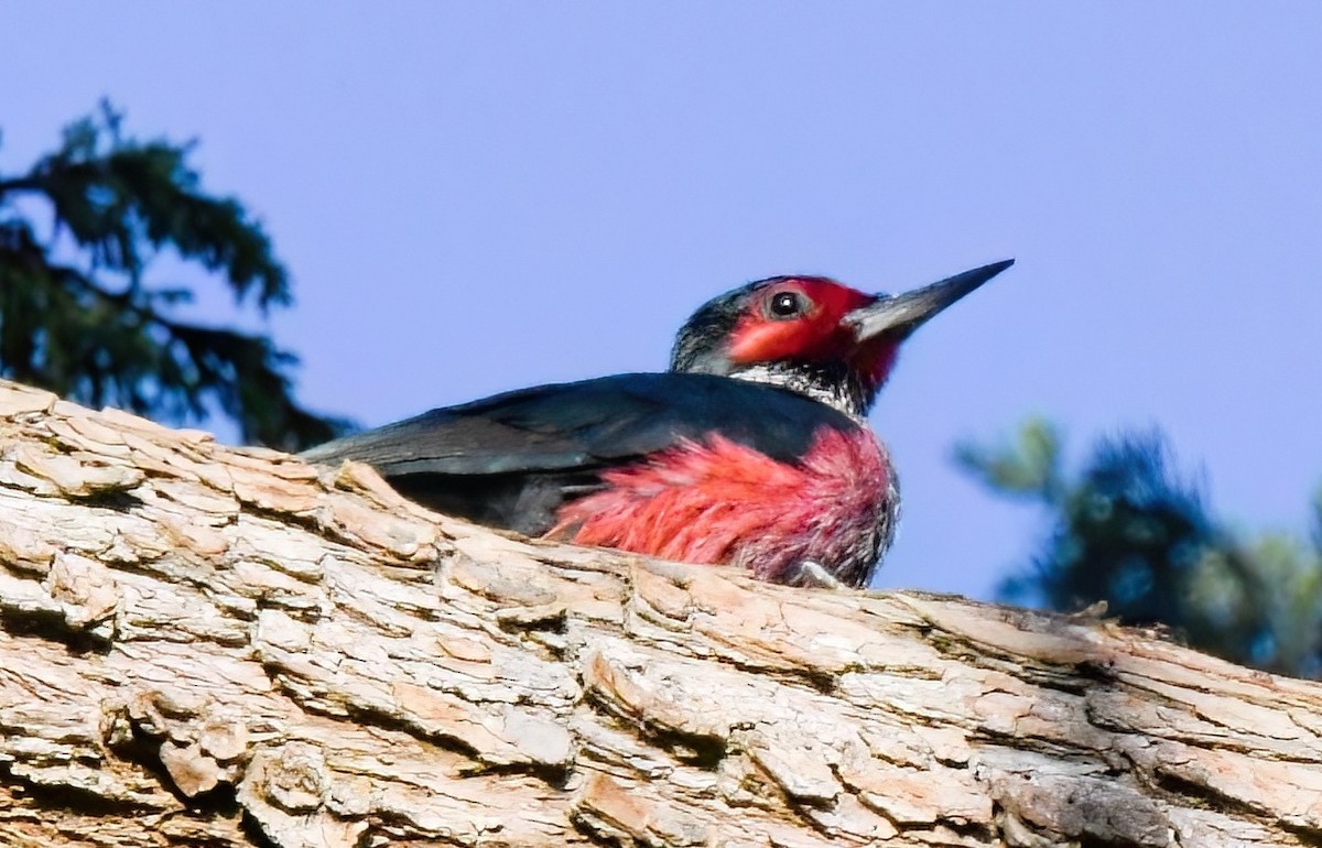 Lewis's Woodpecker - ML530571981