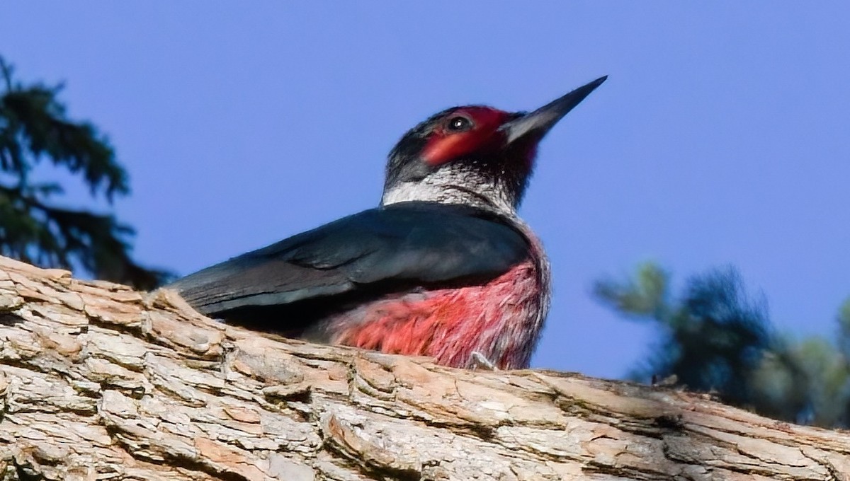 Lewis's Woodpecker - ML530571991