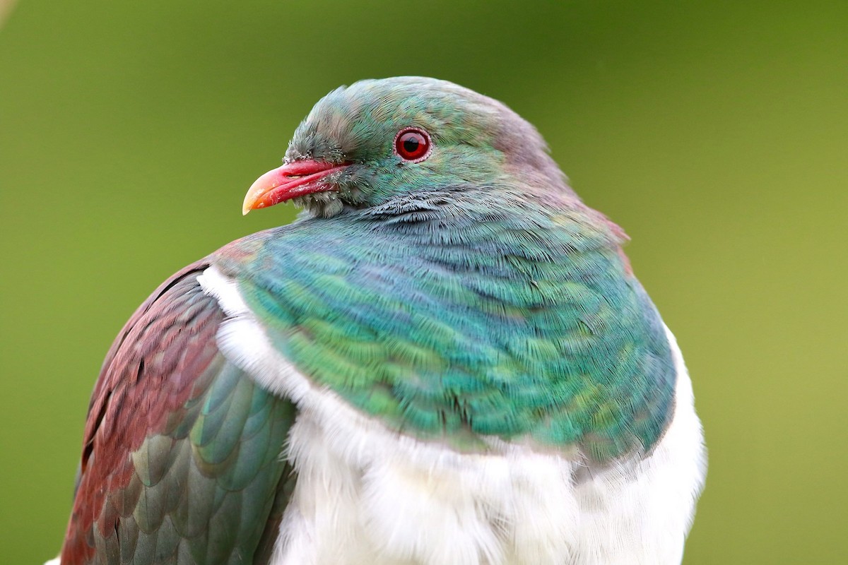 New Zealand Pigeon - ML53057411