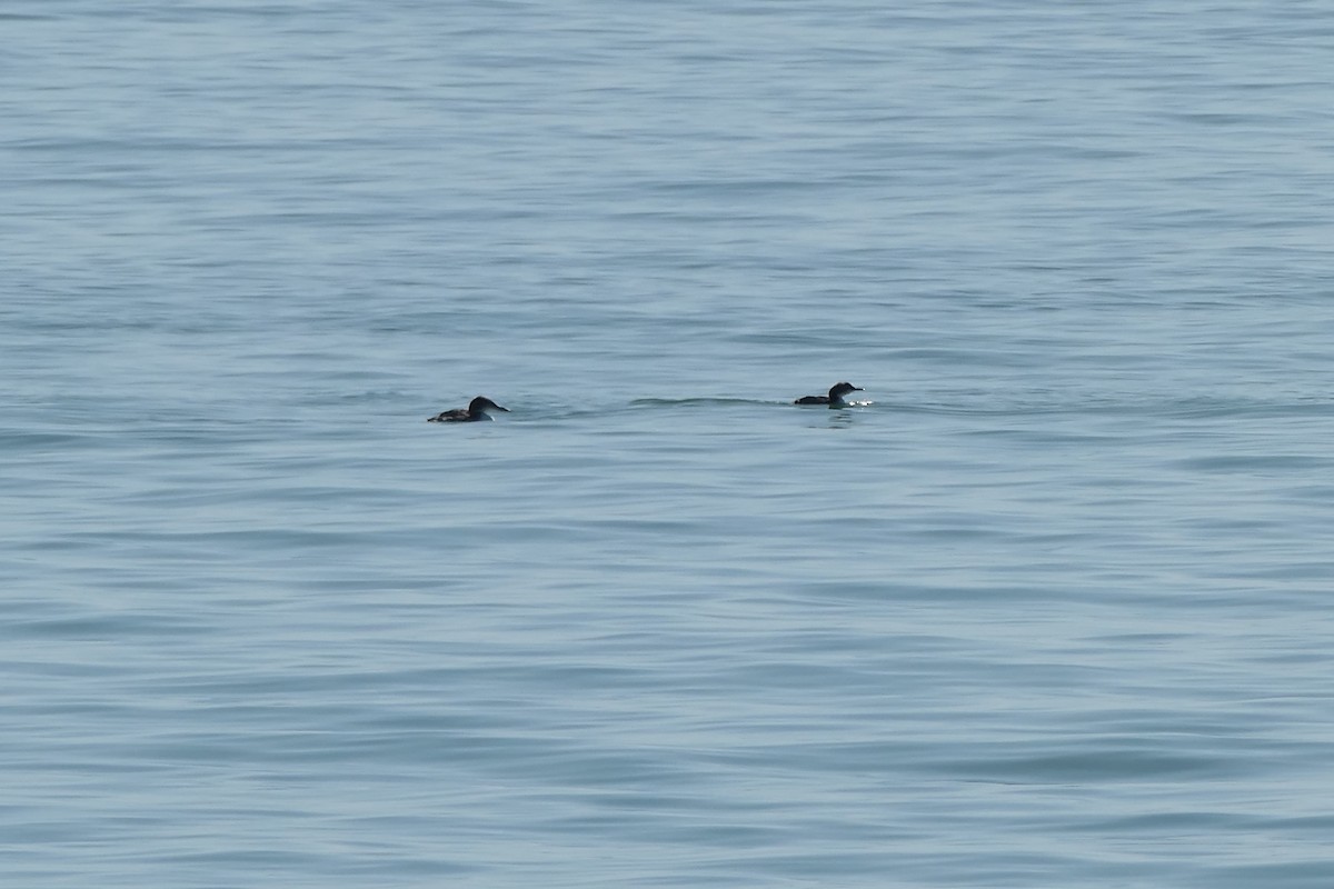 eBird Checklist 1 Feb 2023 Egmont Channel (Hillsborough) 2 species