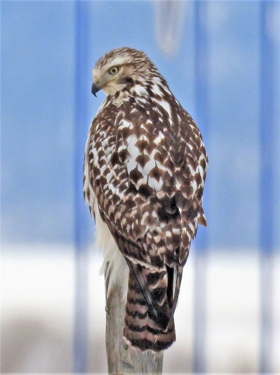 Red-tailed Hawk - Sharon Dewart-Hansen