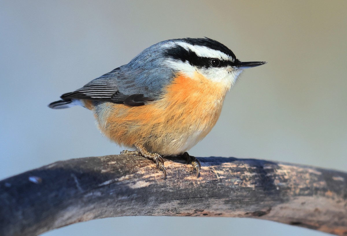 Red-breasted Nuthatch - ML530578691