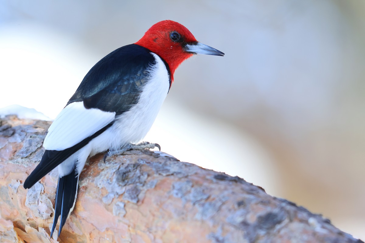 Red-headed Woodpecker - ML530578811