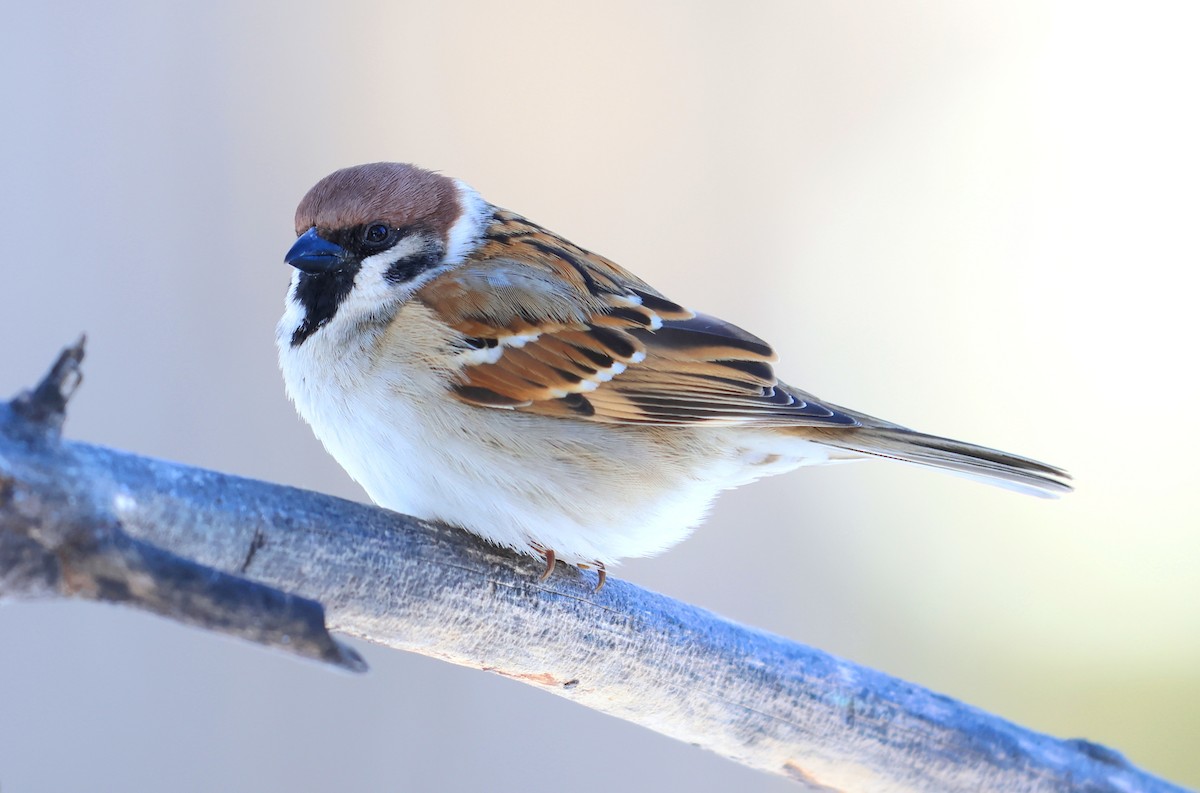 Eurasian Tree Sparrow - ML530578931