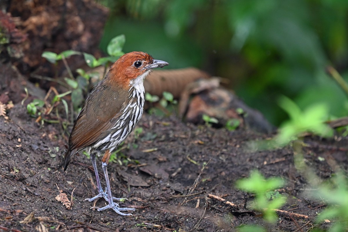 Chestnut-crowned Antpitta - Marie O'Neill