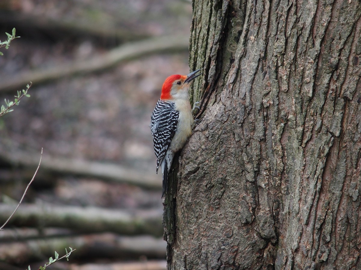 Red-bellied Woodpecker - ML53058411