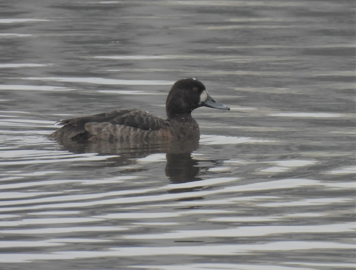 Greater Scaup - ML530587991