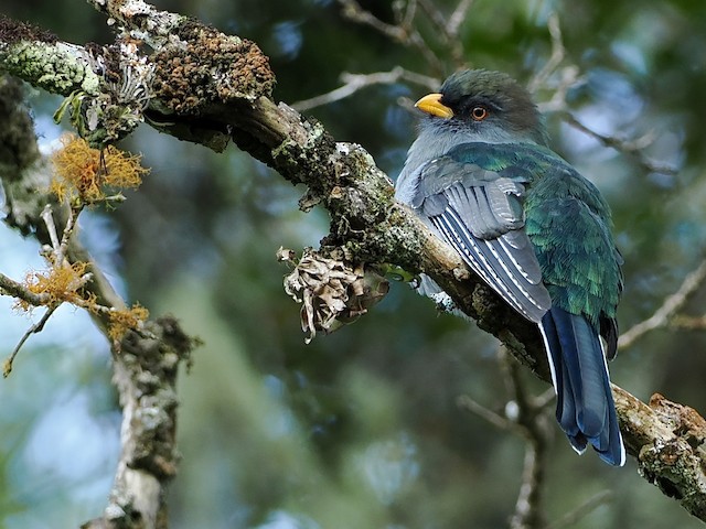 Possible Juvenile Male Hispaniolan Trogon. - Hispaniolan Trogon - 