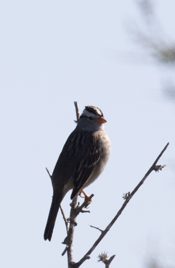White-crowned Sparrow - ML530593681