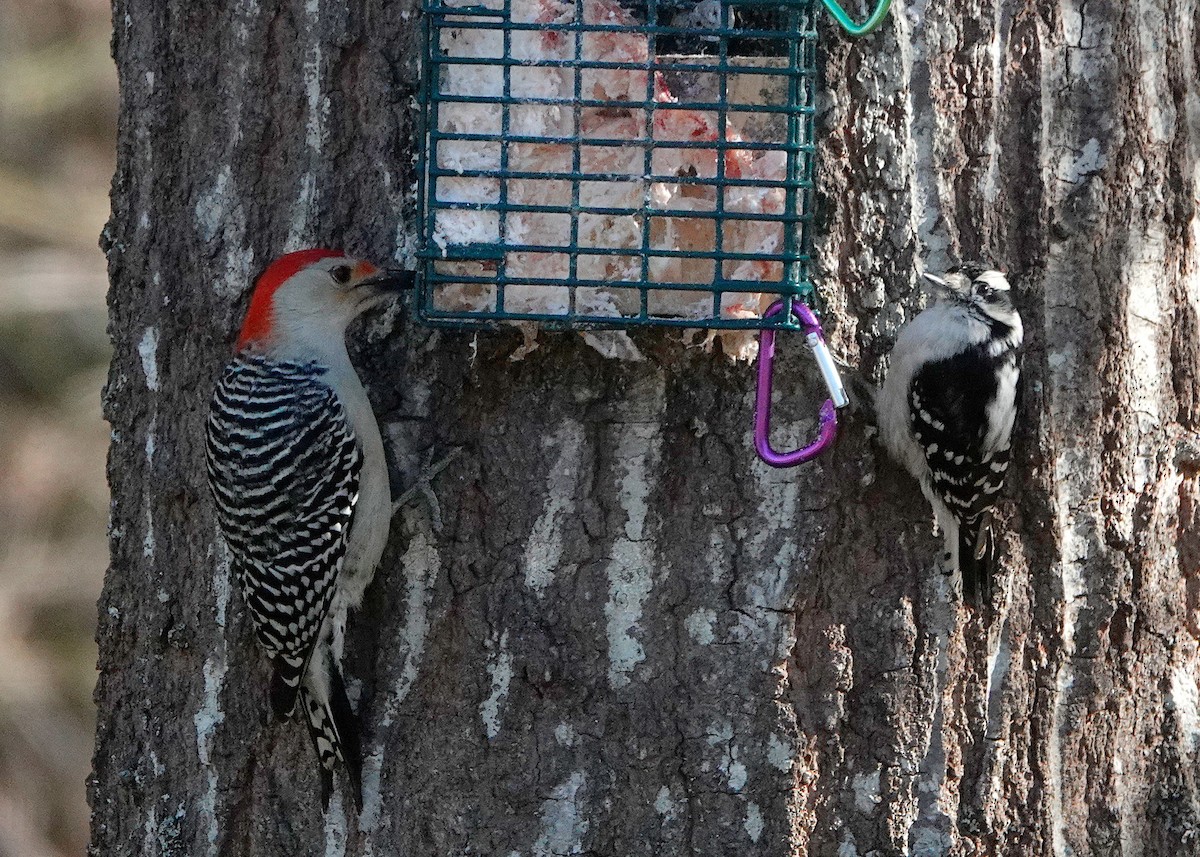 Red-bellied Woodpecker - ML530593711