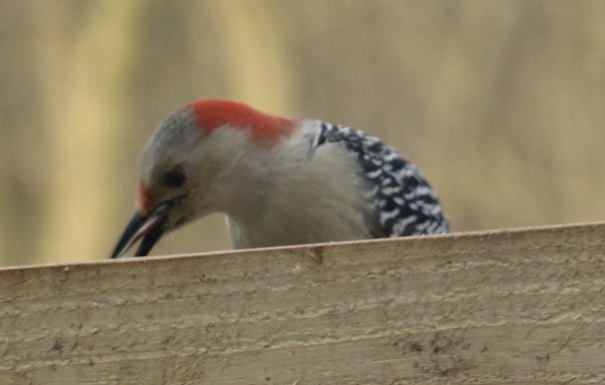 Red-bellied Woodpecker - ML530594001