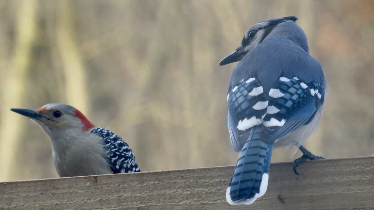 Red-bellied Woodpecker - ML530594041