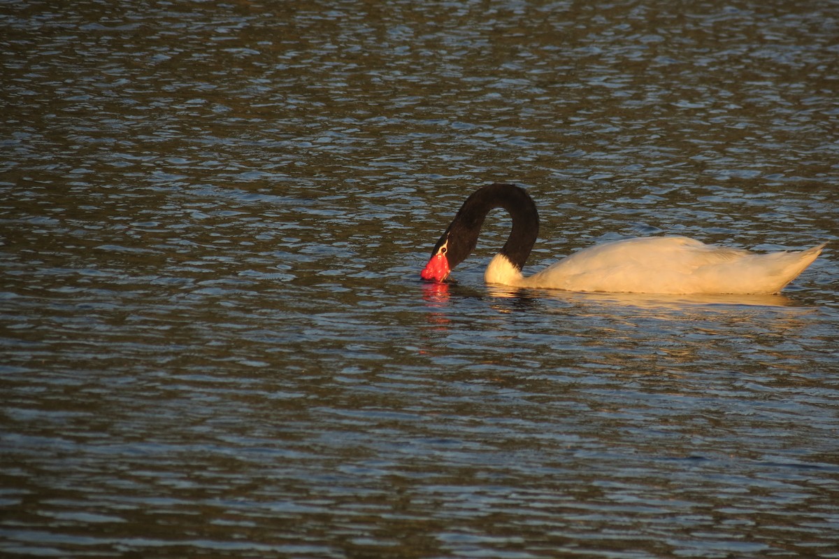 Black-necked Swan - ML530594301