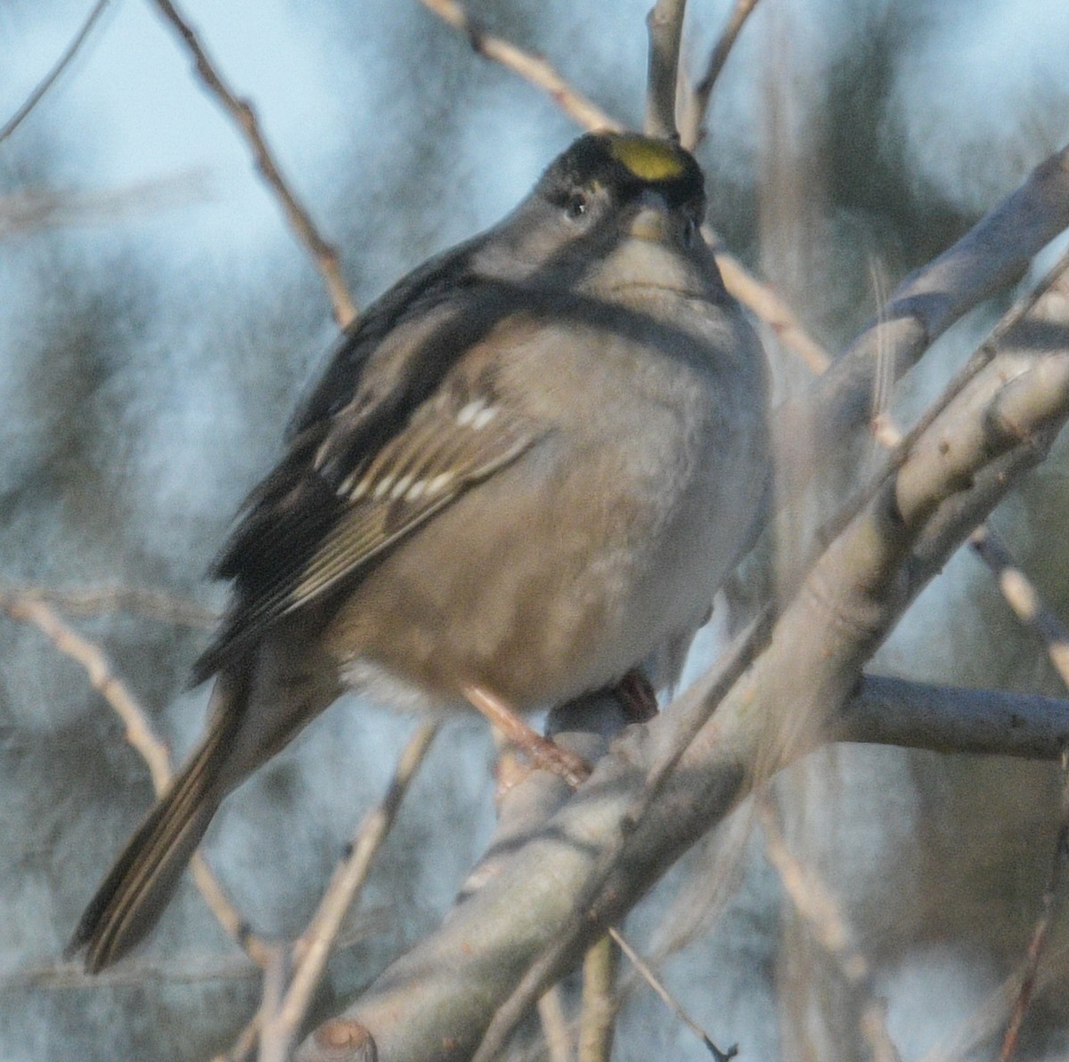 Golden-crowned Sparrow - ML530595121