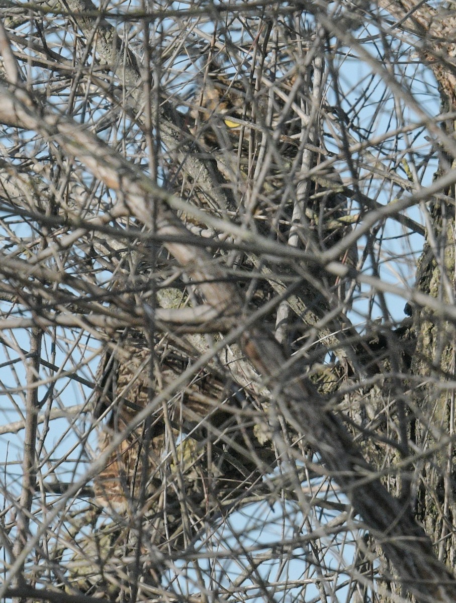 Great Horned Owl - ML530595191