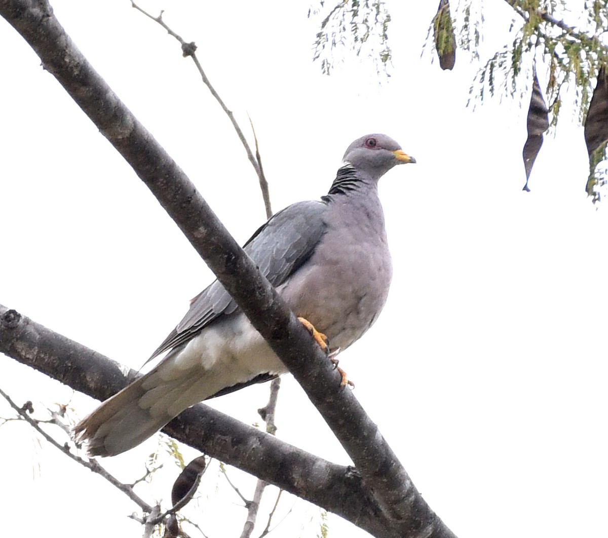 Band-tailed Pigeon (Viosca's) - ML530595321