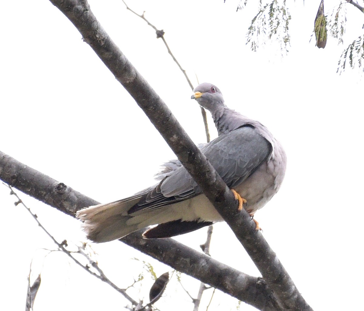 Band-tailed Pigeon (Viosca's) - ML530595331