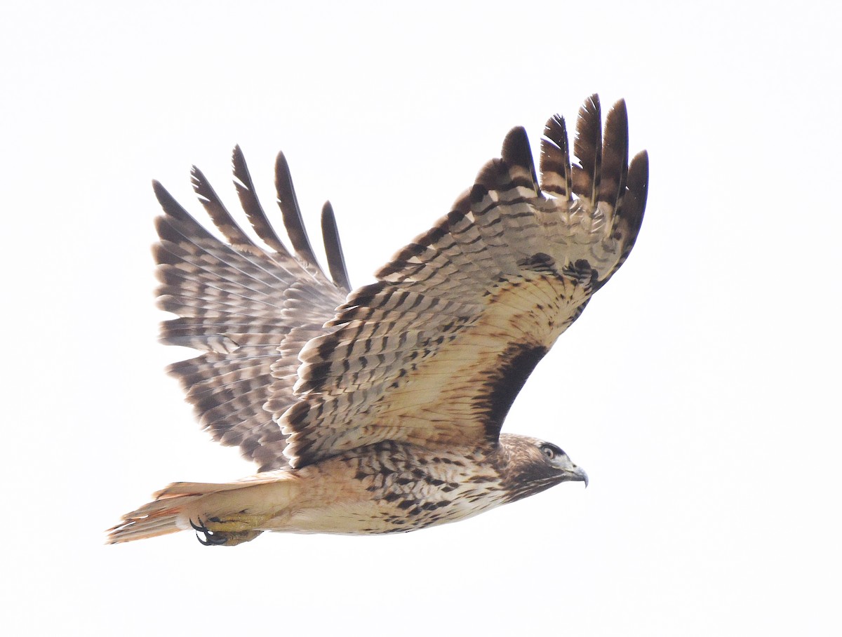Red-tailed Hawk (calurus/alascensis) - ML530595391