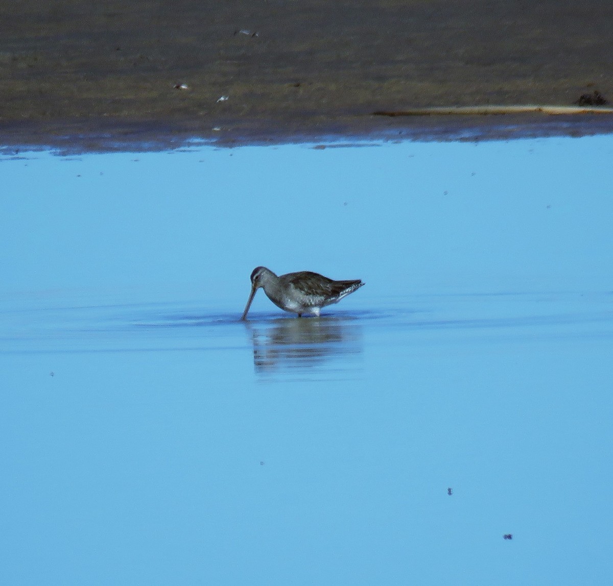 Long-billed Dowitcher - ML530600361