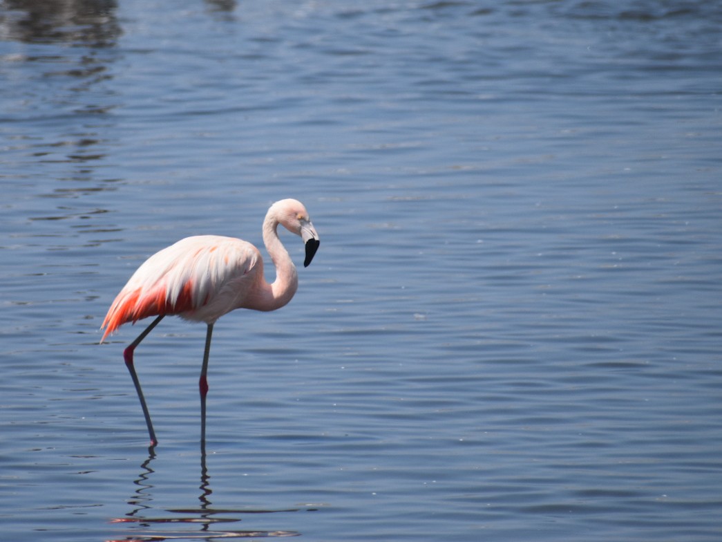 Chilean Flamingo - ML530604291