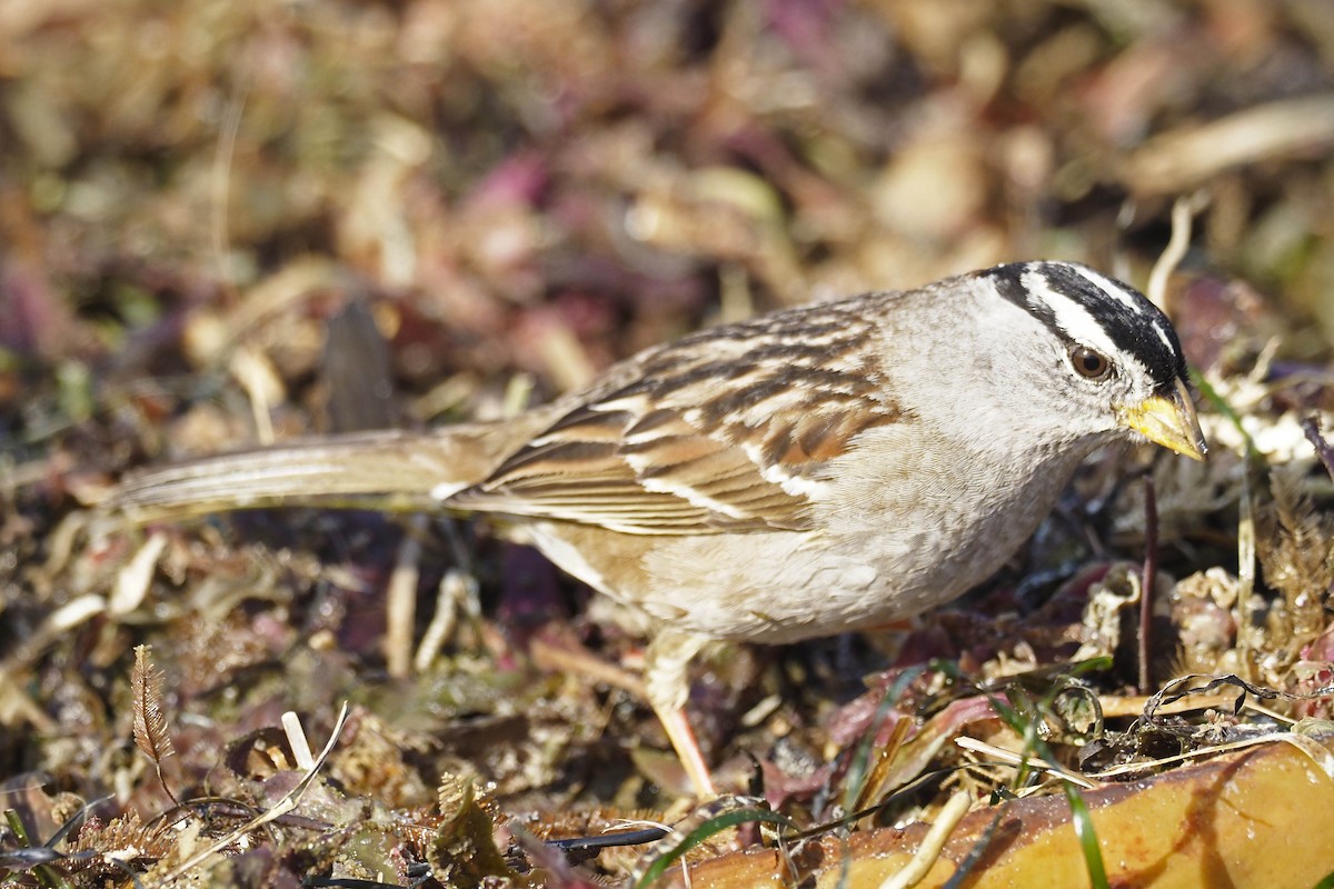 White-crowned Sparrow - ML530604541