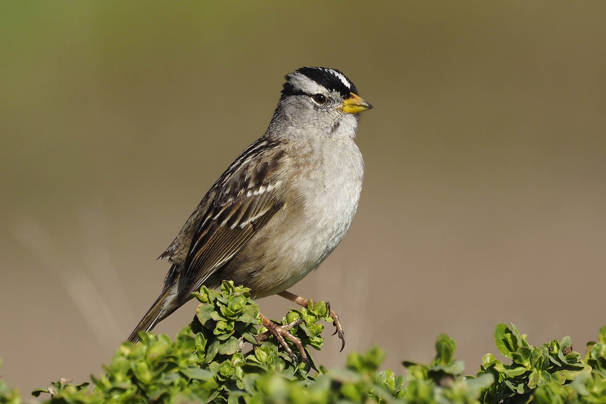 White-crowned Sparrow - ML530604741