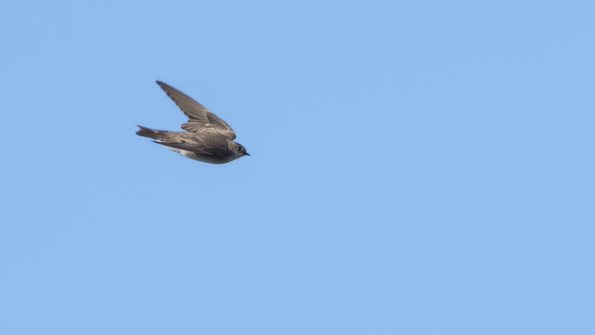 Northern Rough-winged Swallow - ML53061021