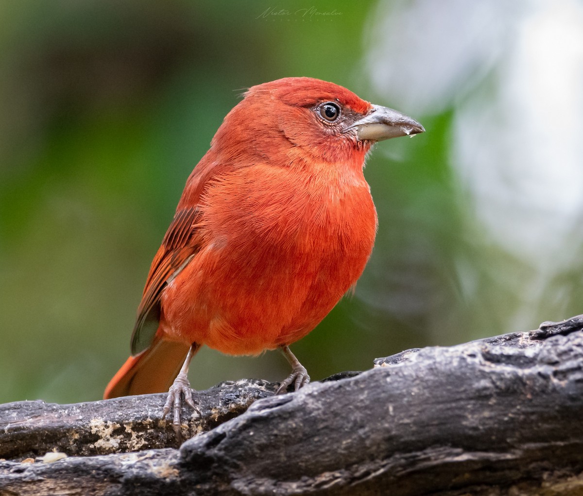 Hepatic Tanager - ML530624531