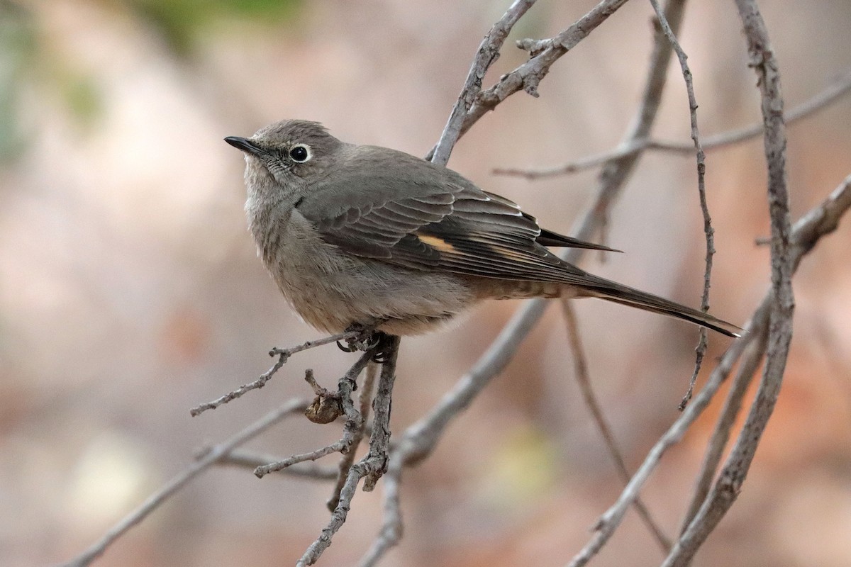 Townsend's Solitaire - ML530631251